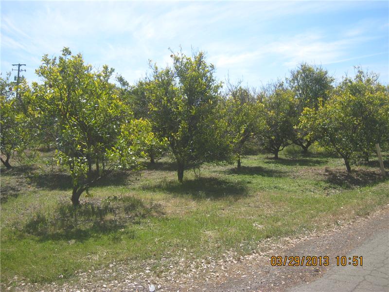 orange grove