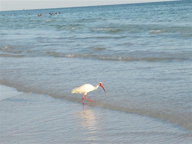 Come and Enjoy Siesta Beach
