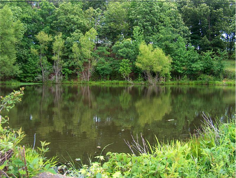 One of 9 ponds on property