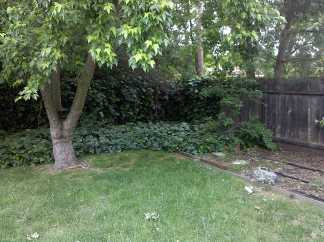 back yard