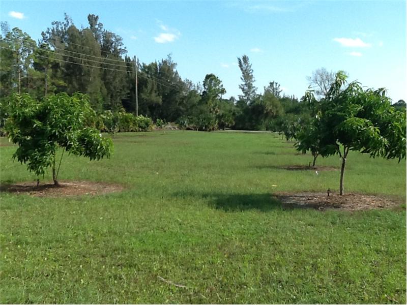 Fruit Trees