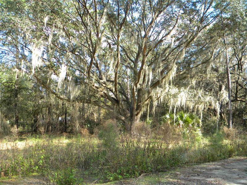 Live Oaks