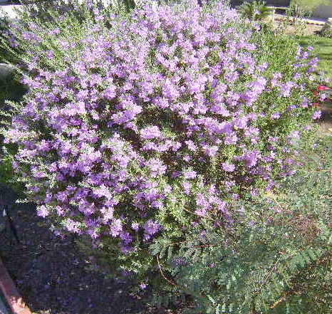 beautiful mature landscape