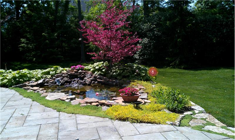 Pond view.
