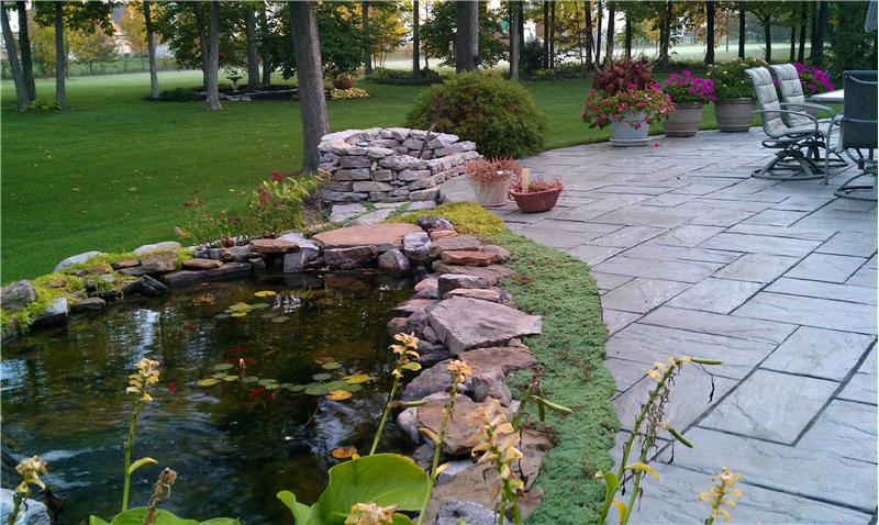 Imagine your own fish living and growing in your pond.