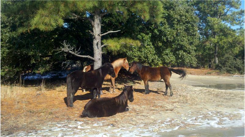 Or watching the Corolla Wild horses hang out in your driveway