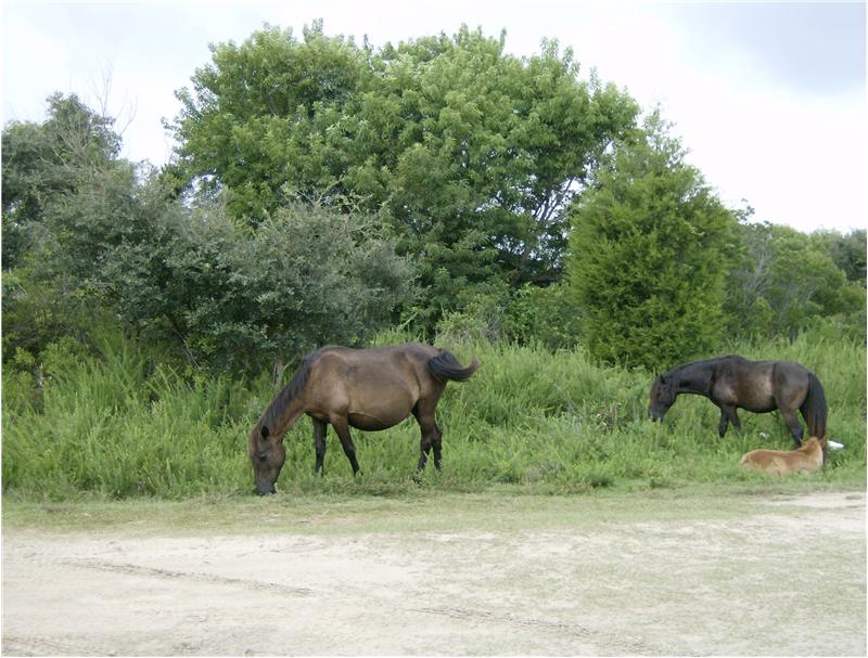 Corolla Wild Horses
