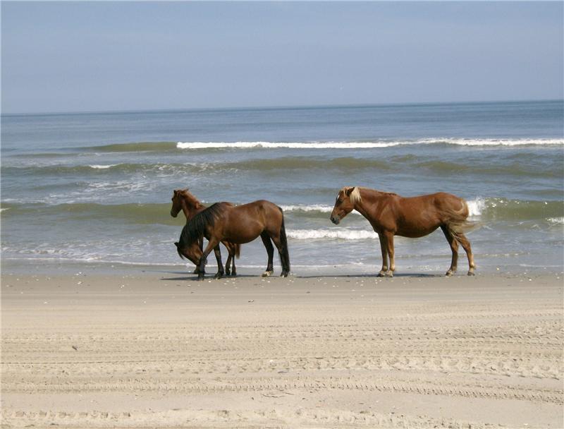 Corolla Wild Horses on the beach