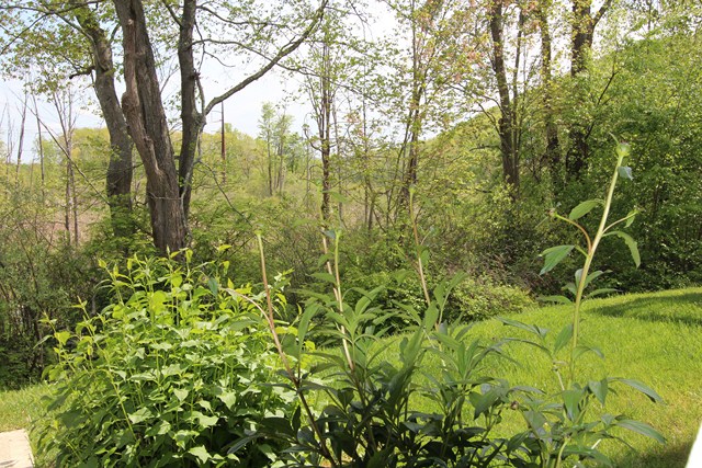 View in back of Home